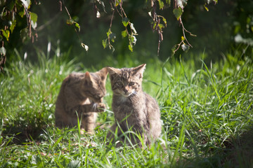 wild cat kittens