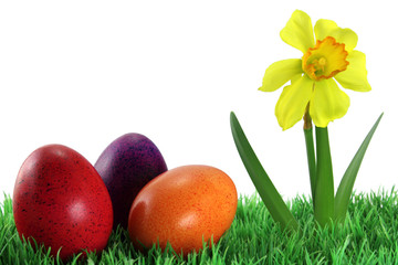 ostereier mit narzisse