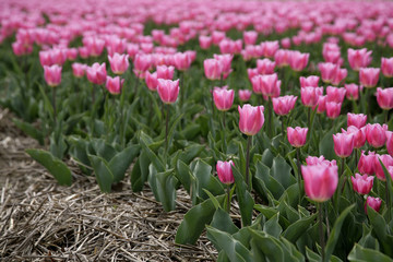 rosa Tulpenfeld
