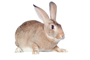 Nice brown bunny