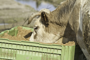 vache gloutonne