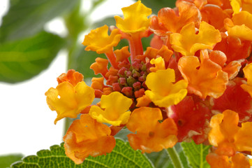 Wandelröschen Lantana Camara Farbig