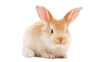 one young baby rabbit isolated