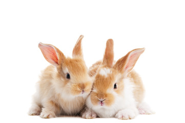 two young baby rabbit isolated