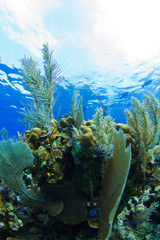 A tropical reef