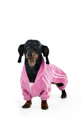 Obraz premium Dachshund in a pink suit