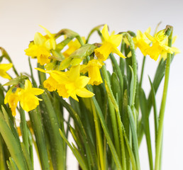 Obraz premium fleur jaune