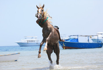 Horse action at Safaga