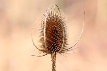 Mariendistel