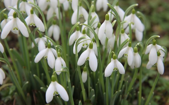 Perce-Neige - Galanthus Nivalis