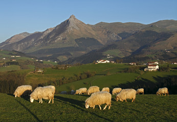 Fototapeta premium Grazing sheep with mountains in the background
