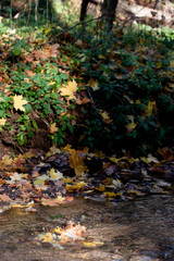 Autumn leaves