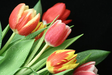 Fototapeta premium Tulpen
