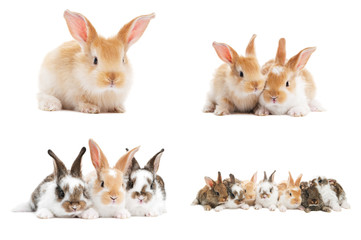 set of baby bunny rabbits