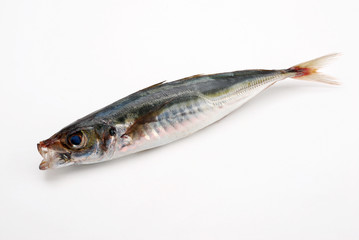 Fototapeta premium PESCE 1