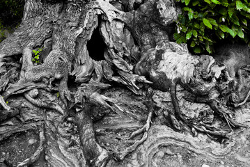 Raices