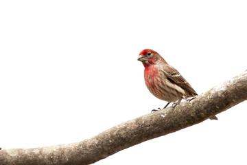 Male House Finch bird  on limb