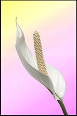 white peace lilly