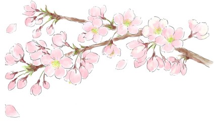Obraz na płótnie Canvas Cherry Blossoms