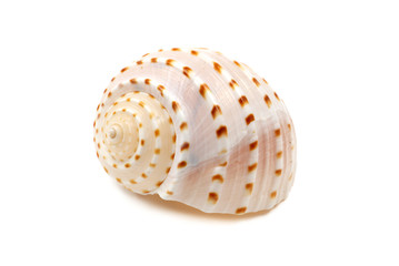 Ribbed Seashell