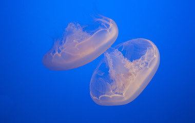 Image of beautiful moon jelly fish in aquarium