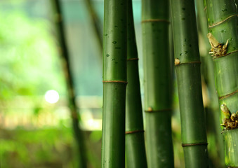 Fototapeta premium bamboo