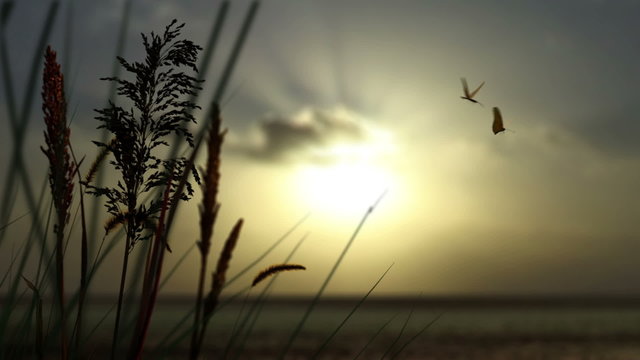 Sunset Reeds with Butterflies