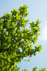 Fototapeta premium oak leaves, brightly backlit against sky
