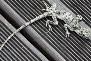 l&eacute;zard faisant le mort sur terrasse