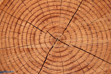 Fototapeta premium wood