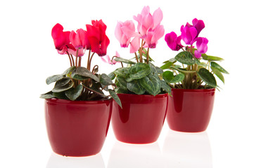 Colorful Gerber in row pots