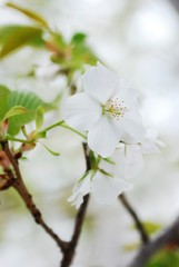 大島桜のアップ