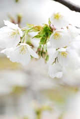 大島桜のアップ