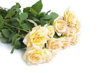 rose