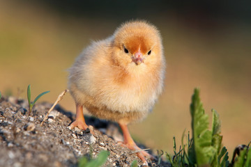 A baby chick