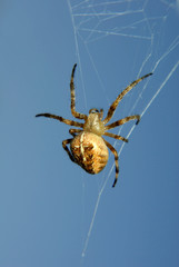 spider against the blue sky