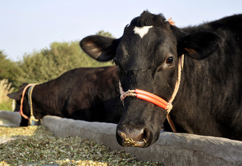 Buffaloes feeding at a farm in India