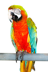 Colourful parrot bird sitting on the perch