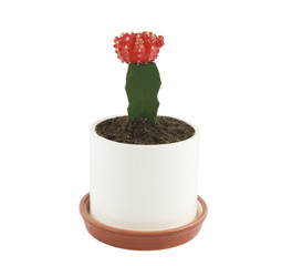 cactus in flower-pot isolated over white