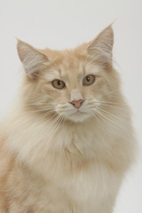 portrait d'un chat norvégien