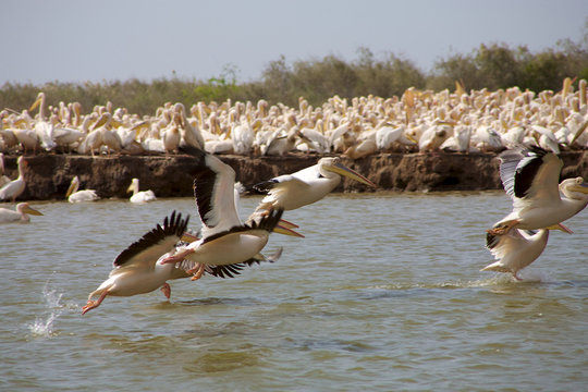 Pelicans in the Djoudj National park
