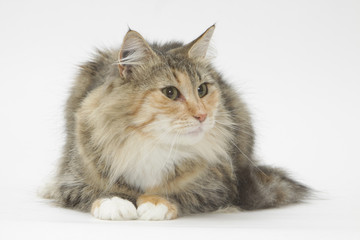 chat tapi de face inquiet