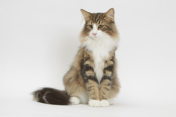 position hiératique du chat