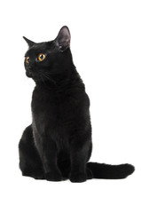 British black cat