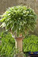 Funkie; Hosta; Blumenkuebel