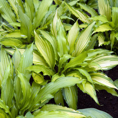 Obraz premium Funkie, Hosta-Hybride, Spritzer