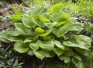 Funkie, Hosta, Sum and Substance