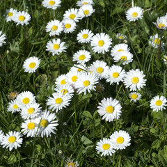 Gaensebluemchen; Bellis Perennis