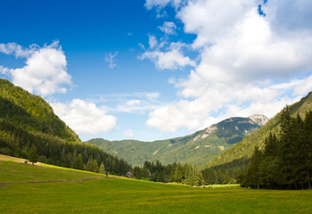 Fototapeta na wymiar alpejskie pastwiska wiosną
