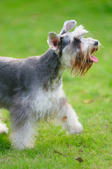 Miniature schnauzer dog